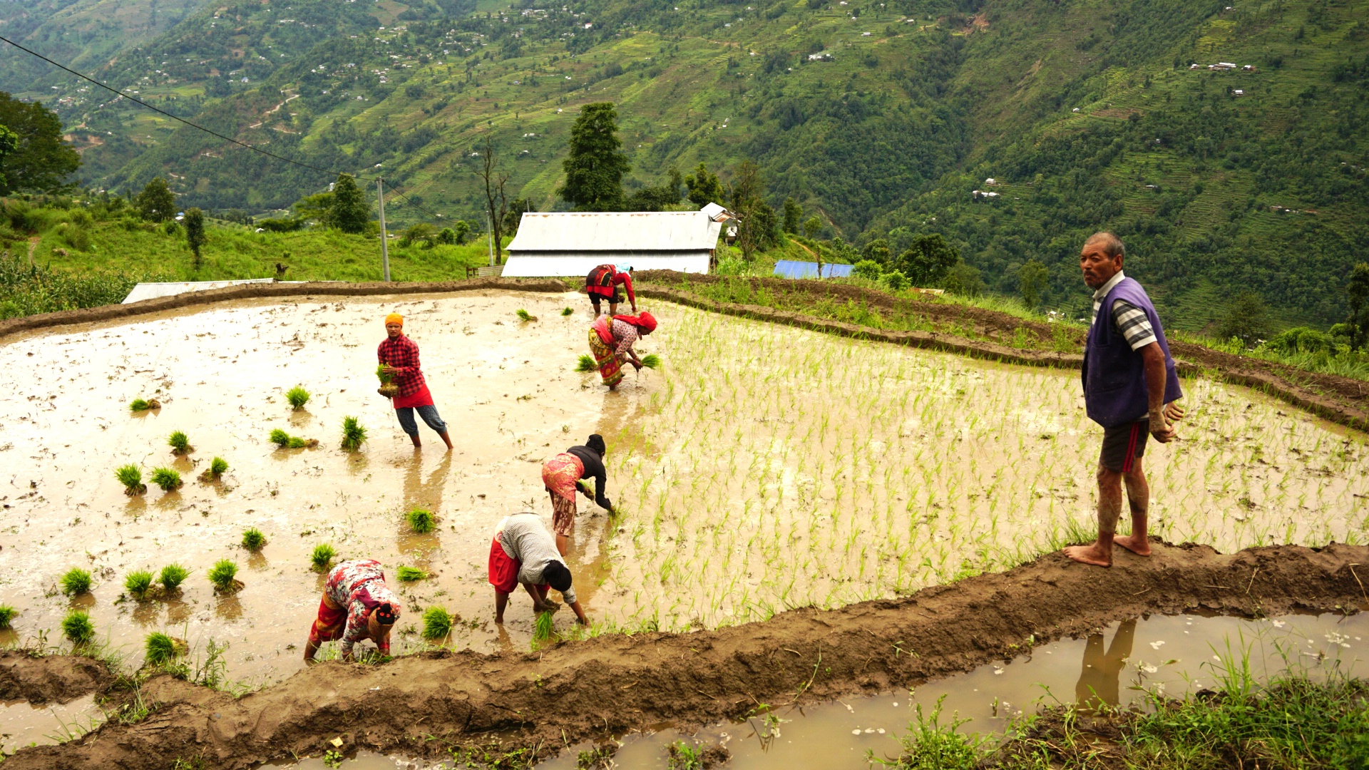 Rice Planting with Locals 2N3D
